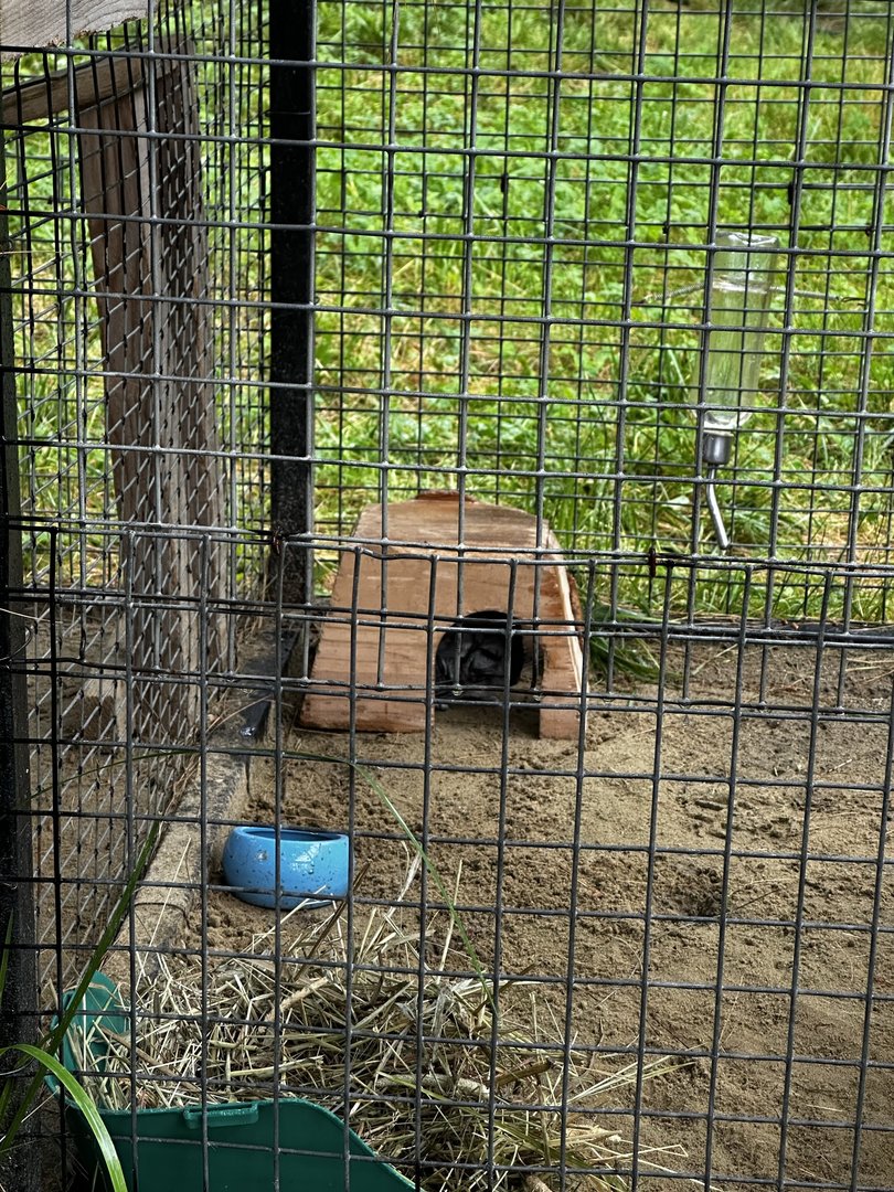 Chinchilla, outside in the rain?