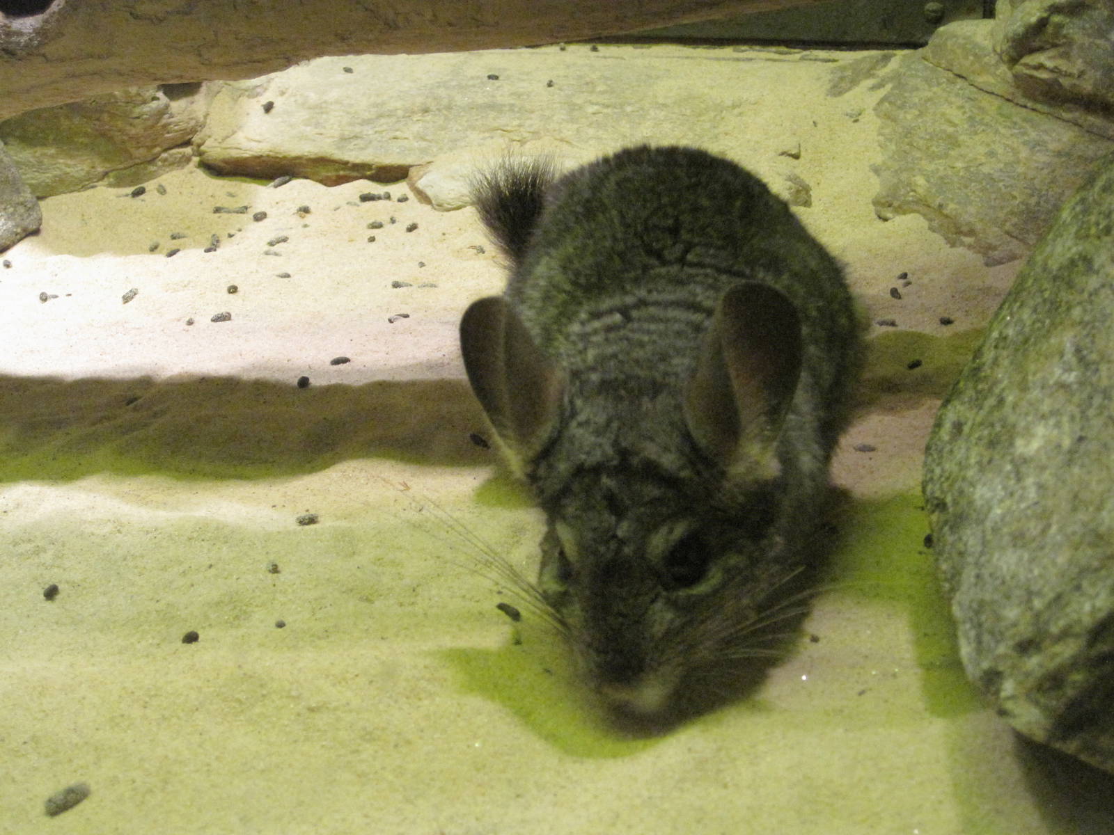 Chinchilla