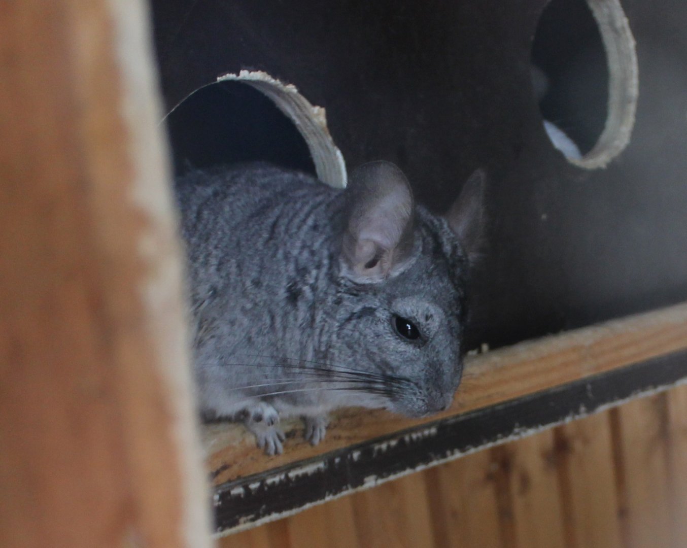 Chinchilla