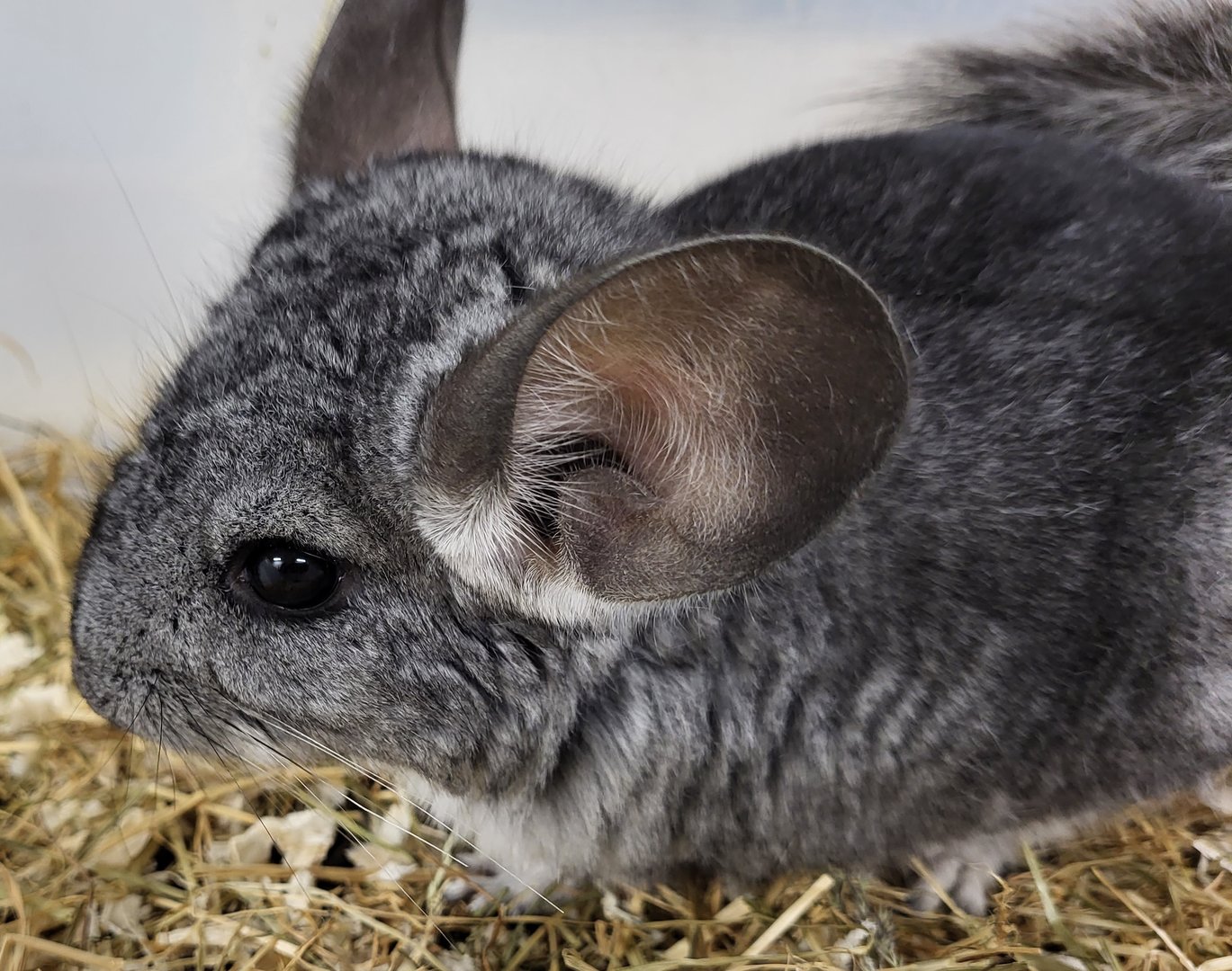 Chinchilla