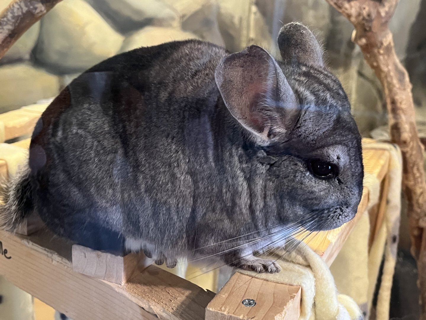 Chinchilla