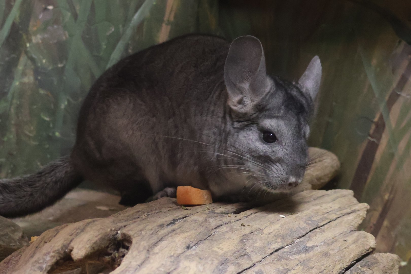 Chinchilla