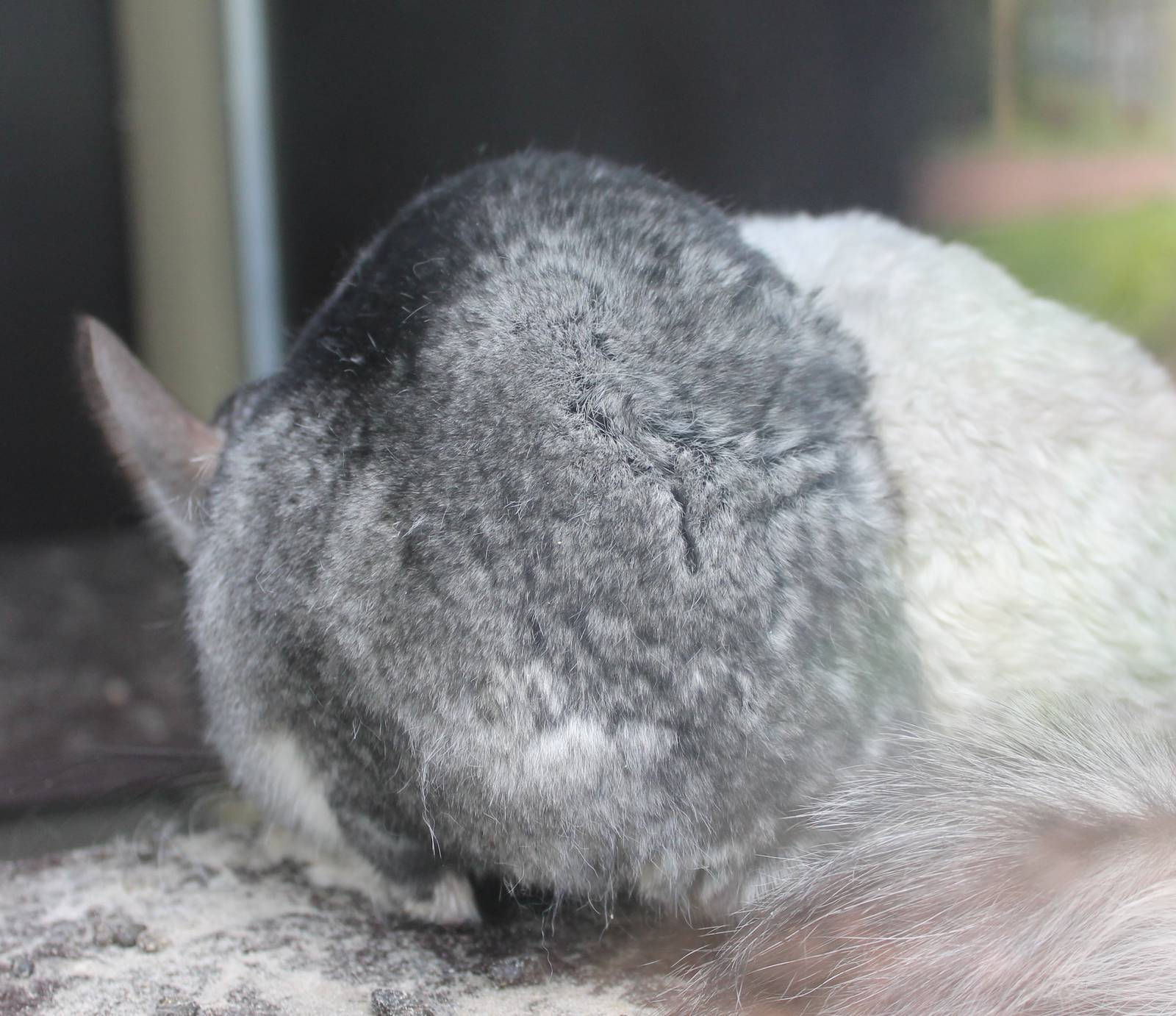Chinchillas - backside