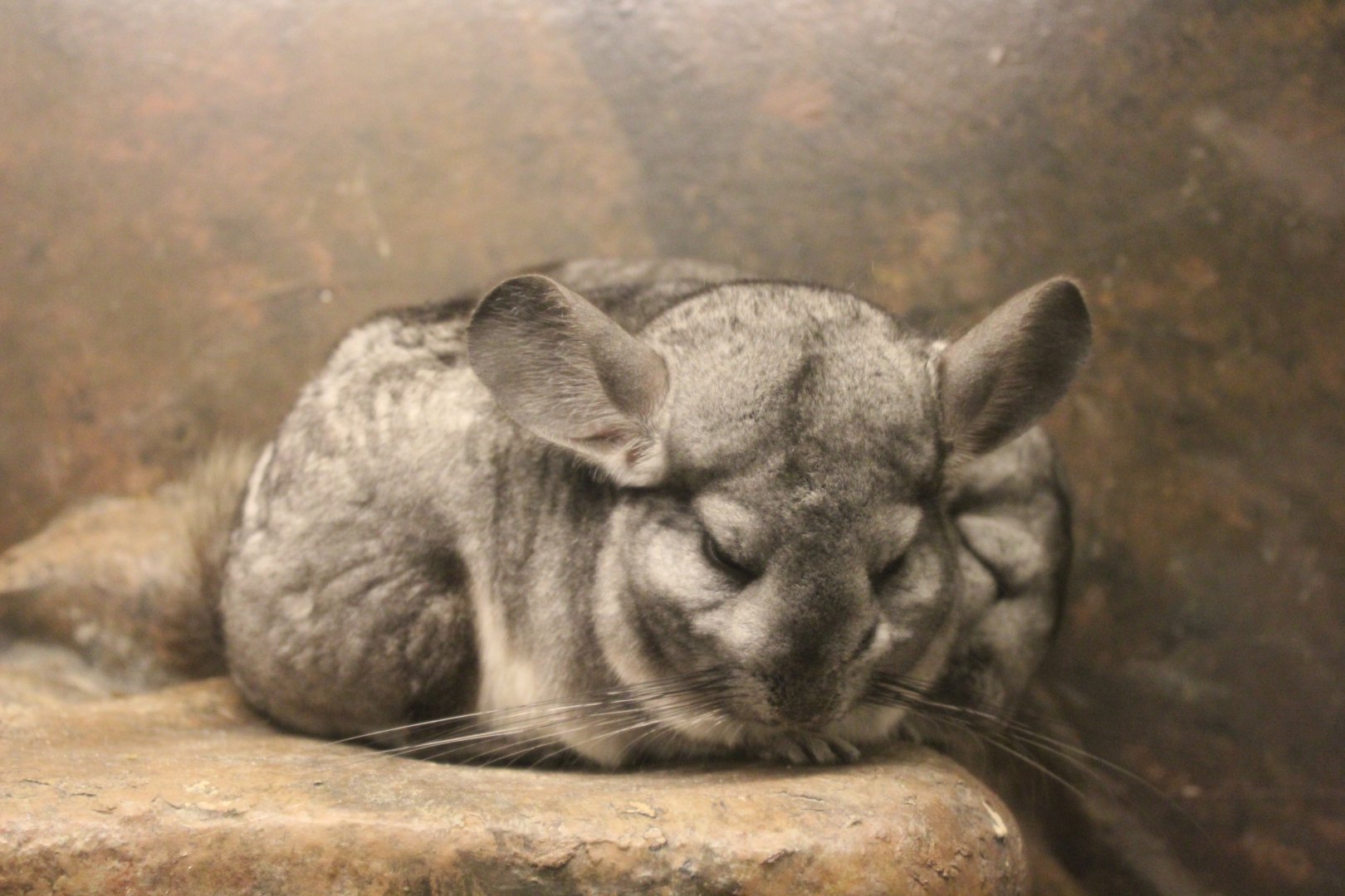 Chinchillas