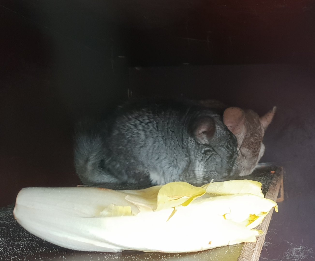 Chinchillas