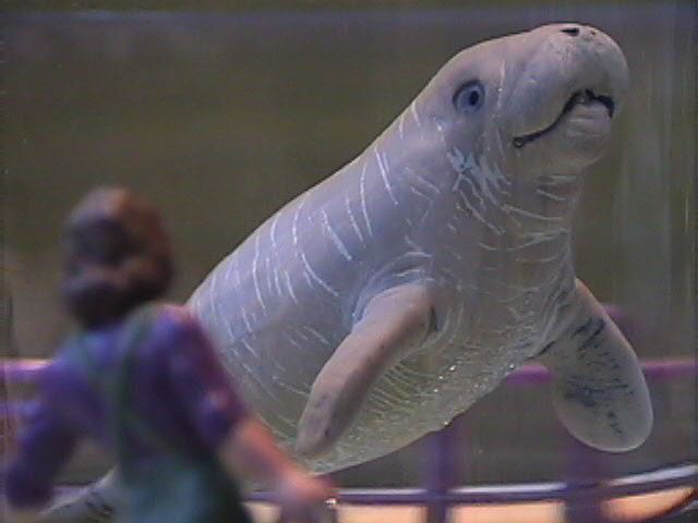 Chincoteague Island Zoo