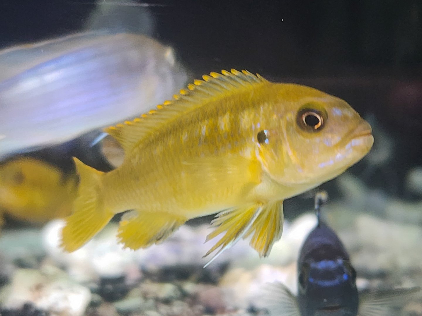 Chindongo saulosi (Female/Juvenile)