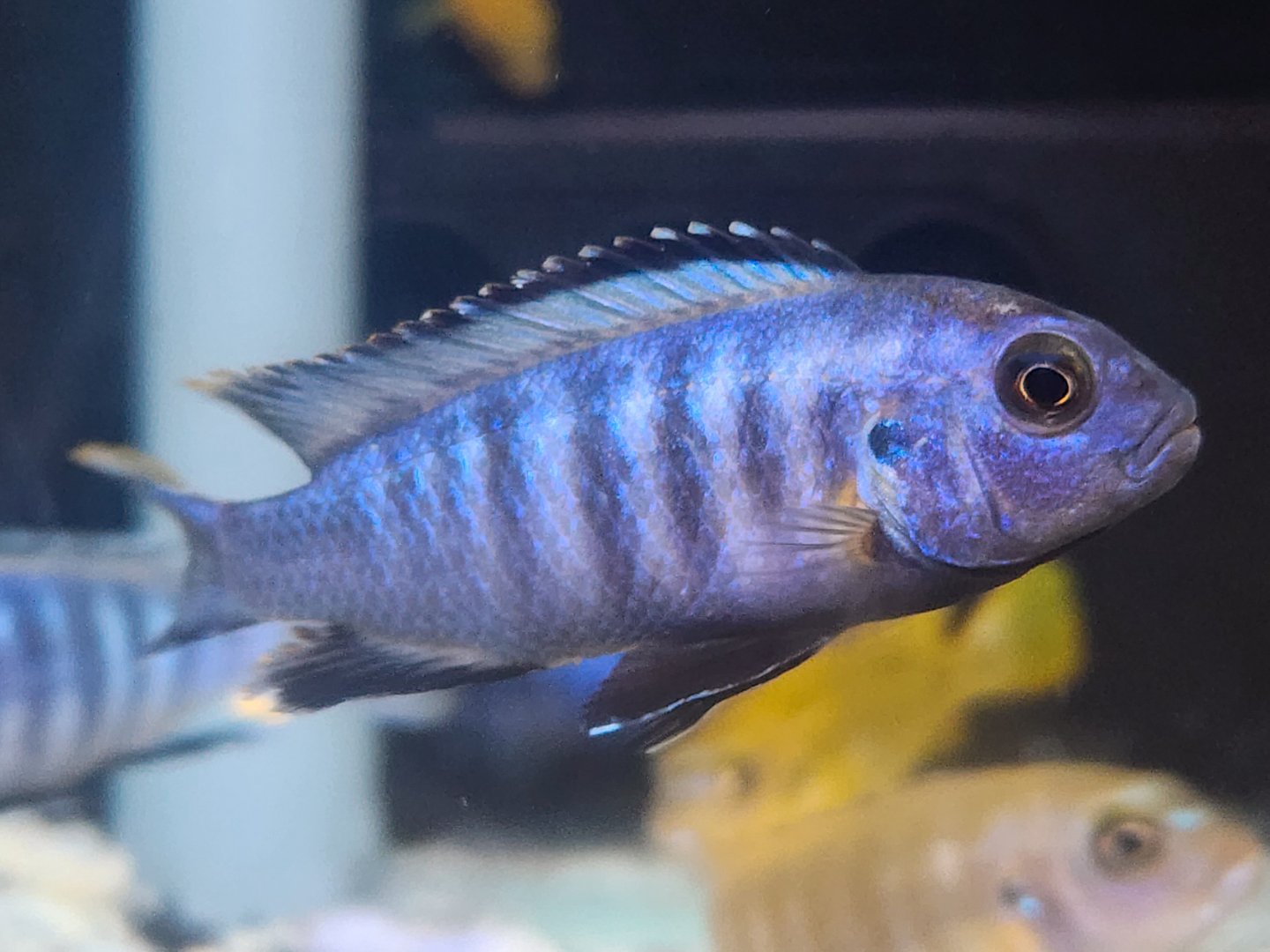 Chindongo saulosi (Male)