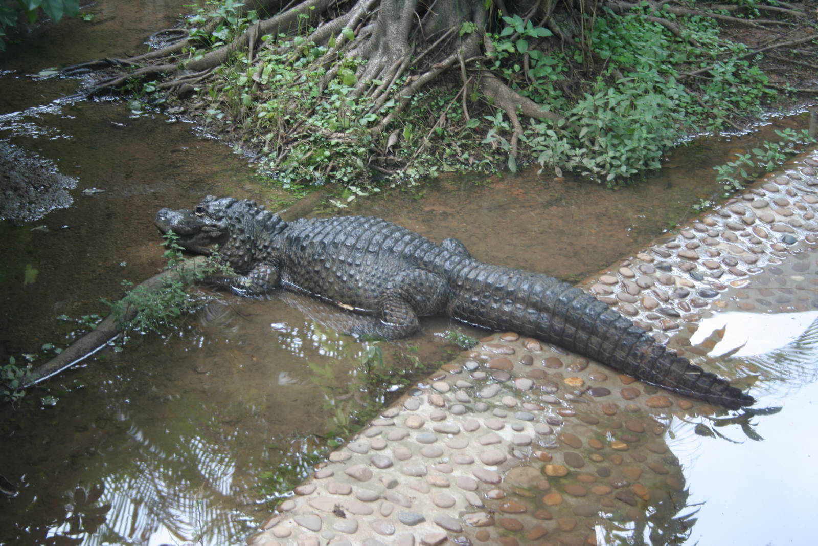 Chines Aligator
