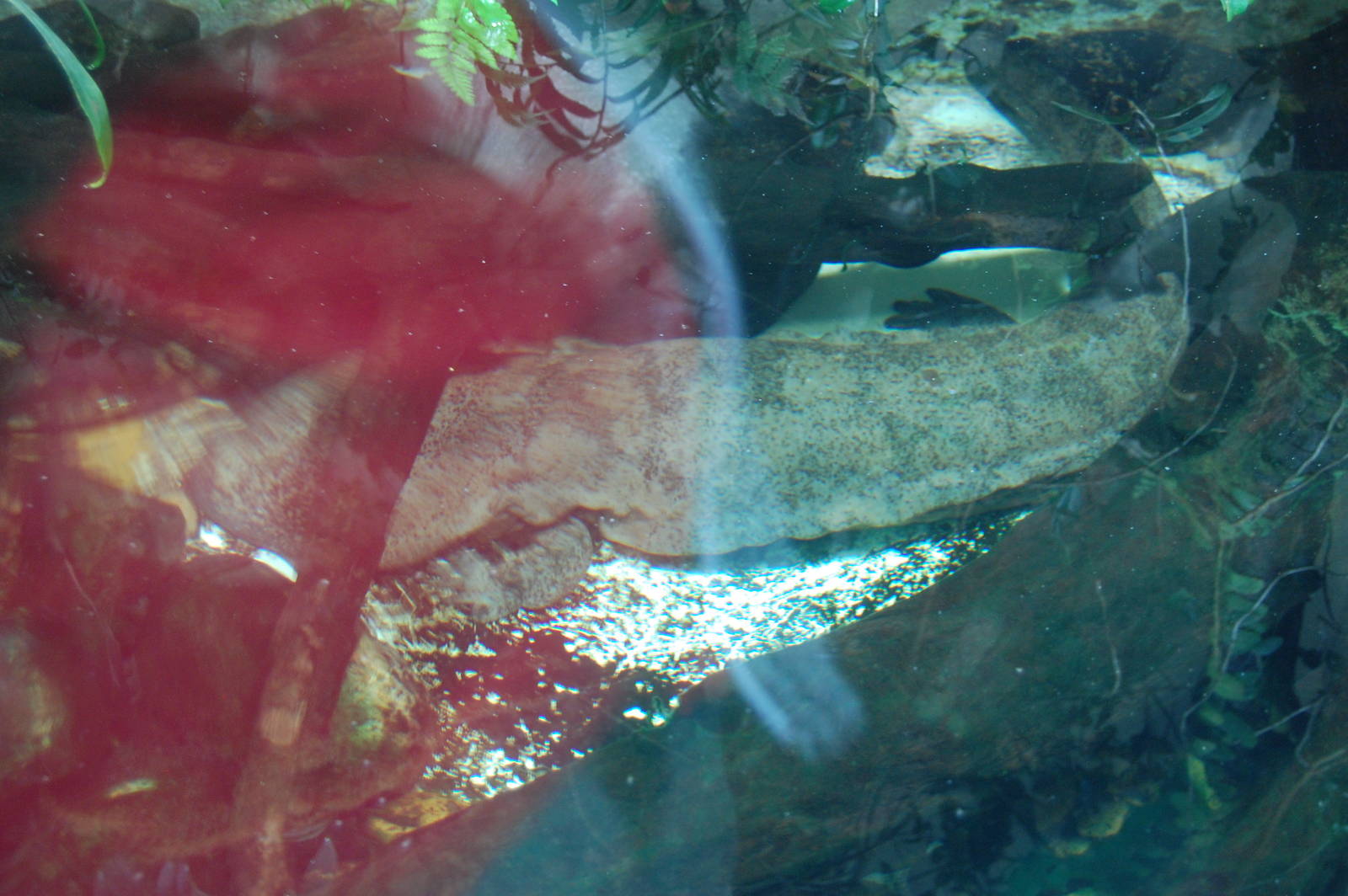 Chines Giant Salamanar