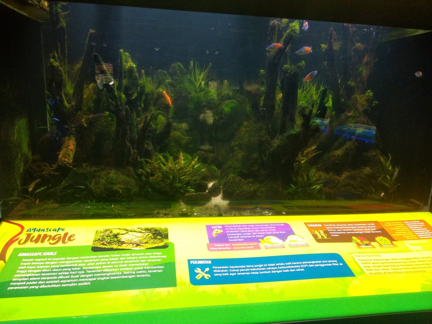 Chinese algae-eater (Gyrinocheilus aymonieri) and Boeseman's rainbowfish (Melanotaenia boesemani) information panel