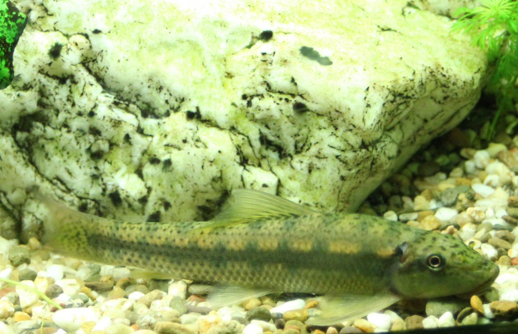 Chinese algae eater - Gyrinocheilus aymonieri