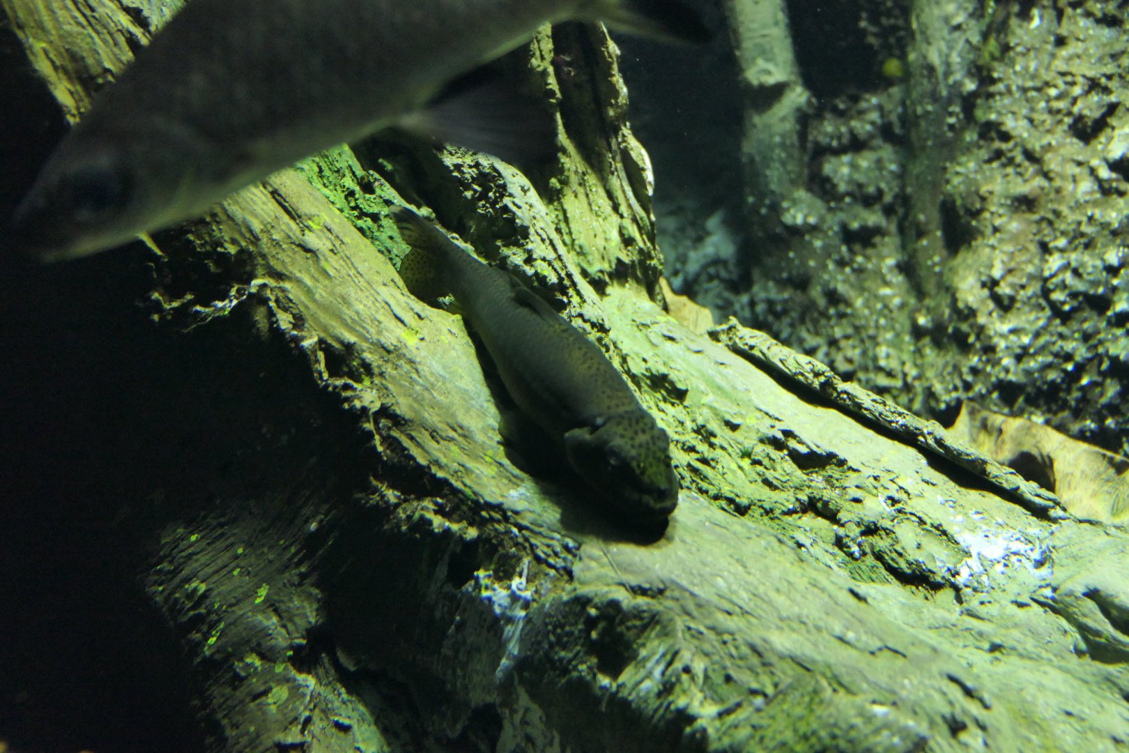 Chinese Algae Eater (Gyrinocheilus aymonieri)