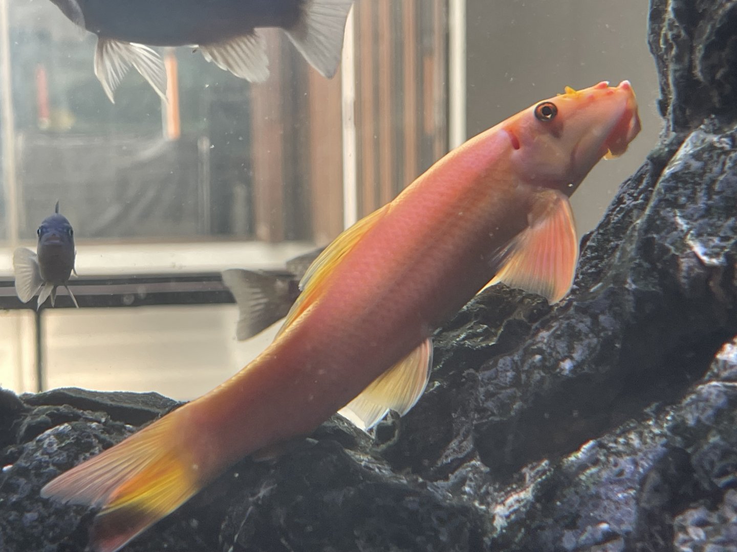 chinese algae eater (gyrinocheilus aymonieri)