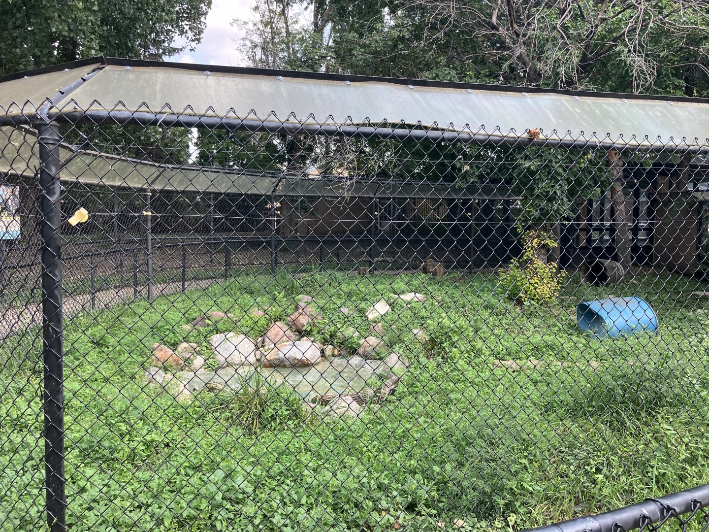 Chinese Aligator Exhibit