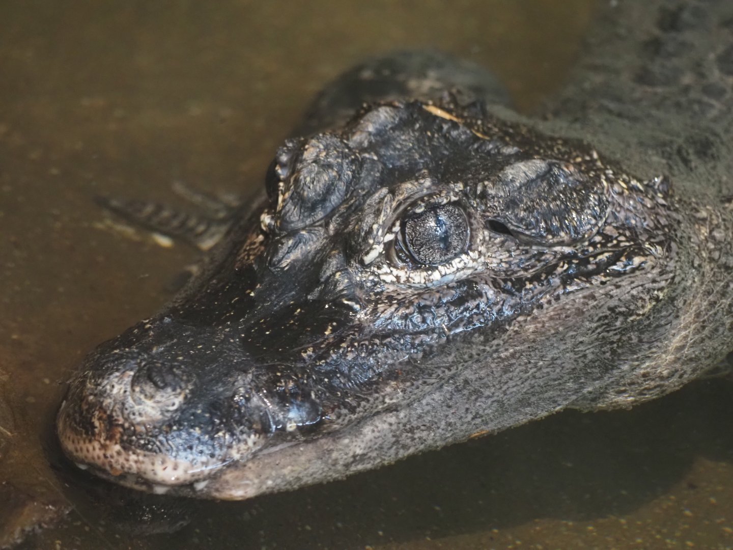 Chinese Alligator 1