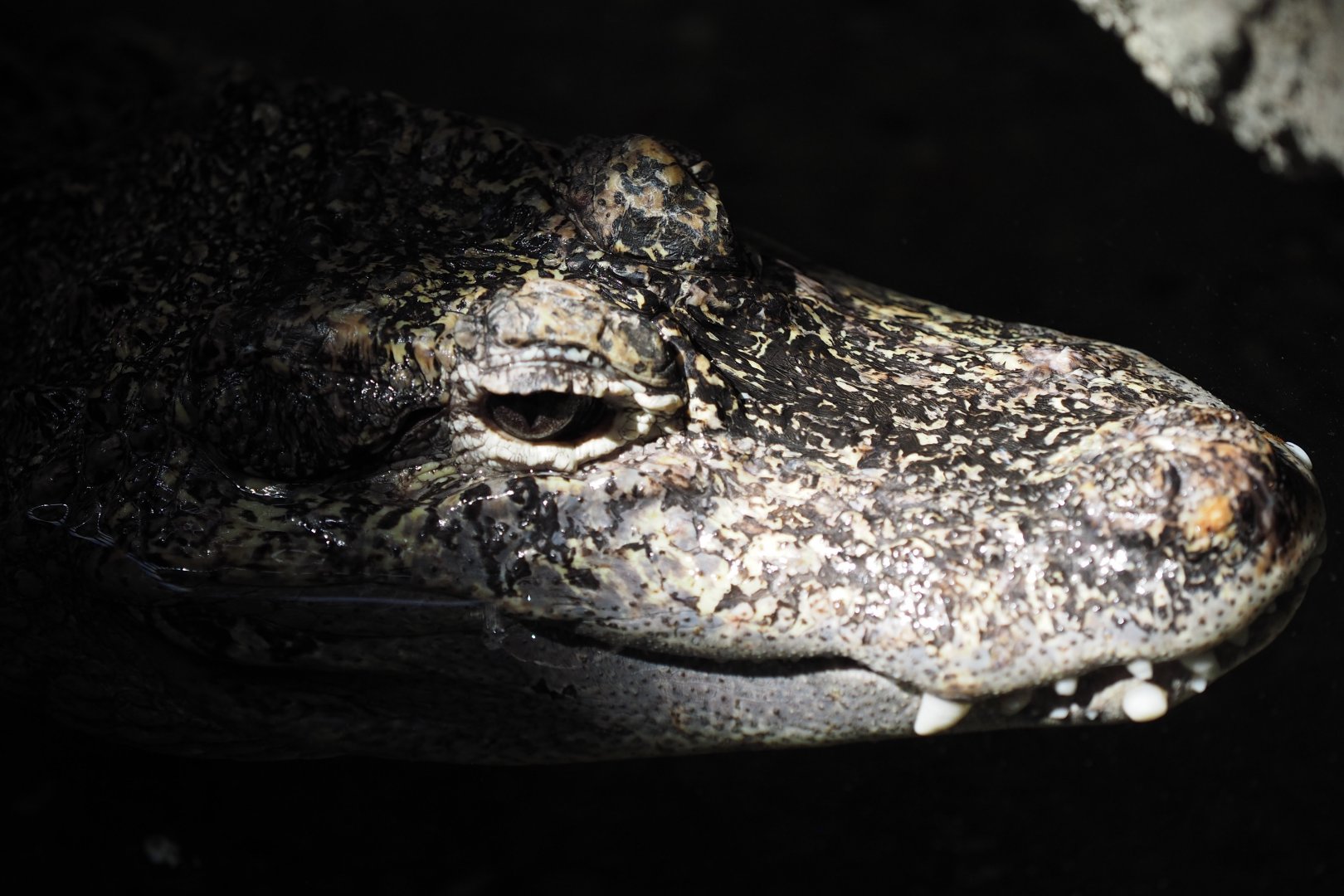 Chinese Alligator, 2017