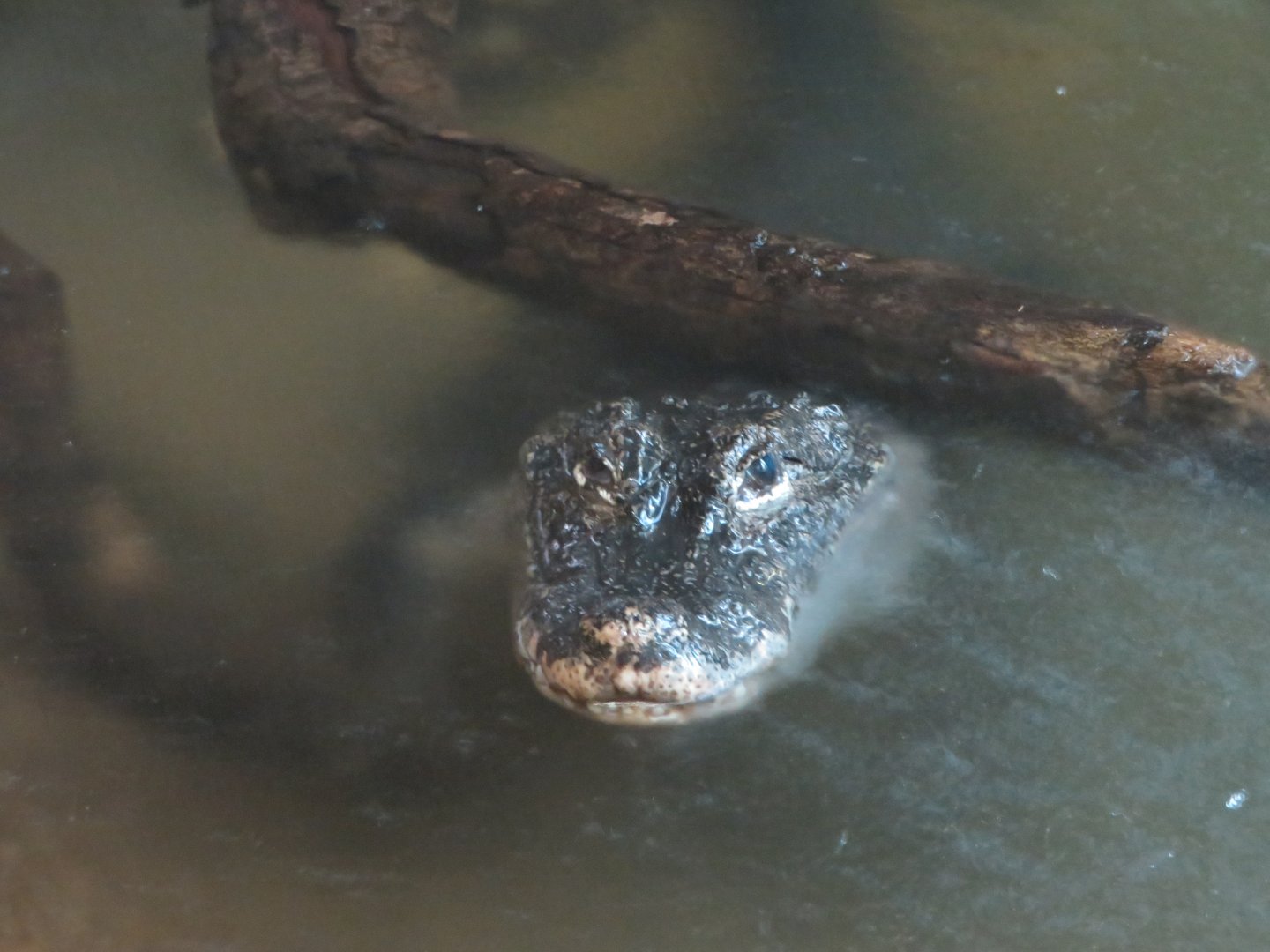 Chinese Alligator (2019)