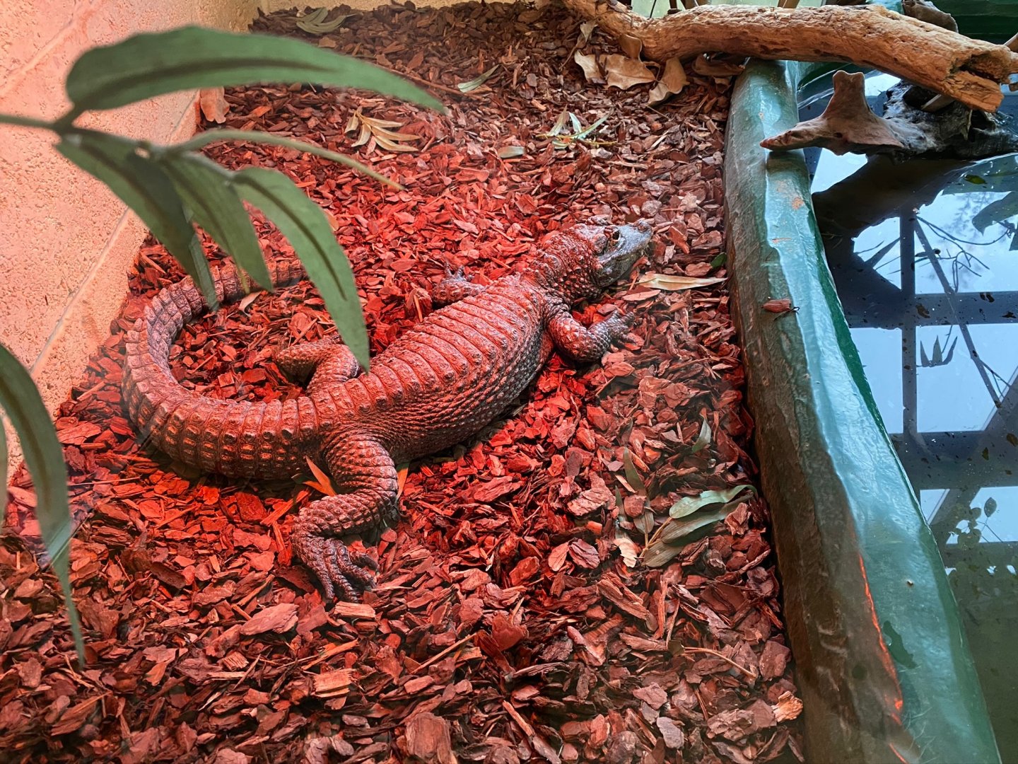 Chinese alligator 231119