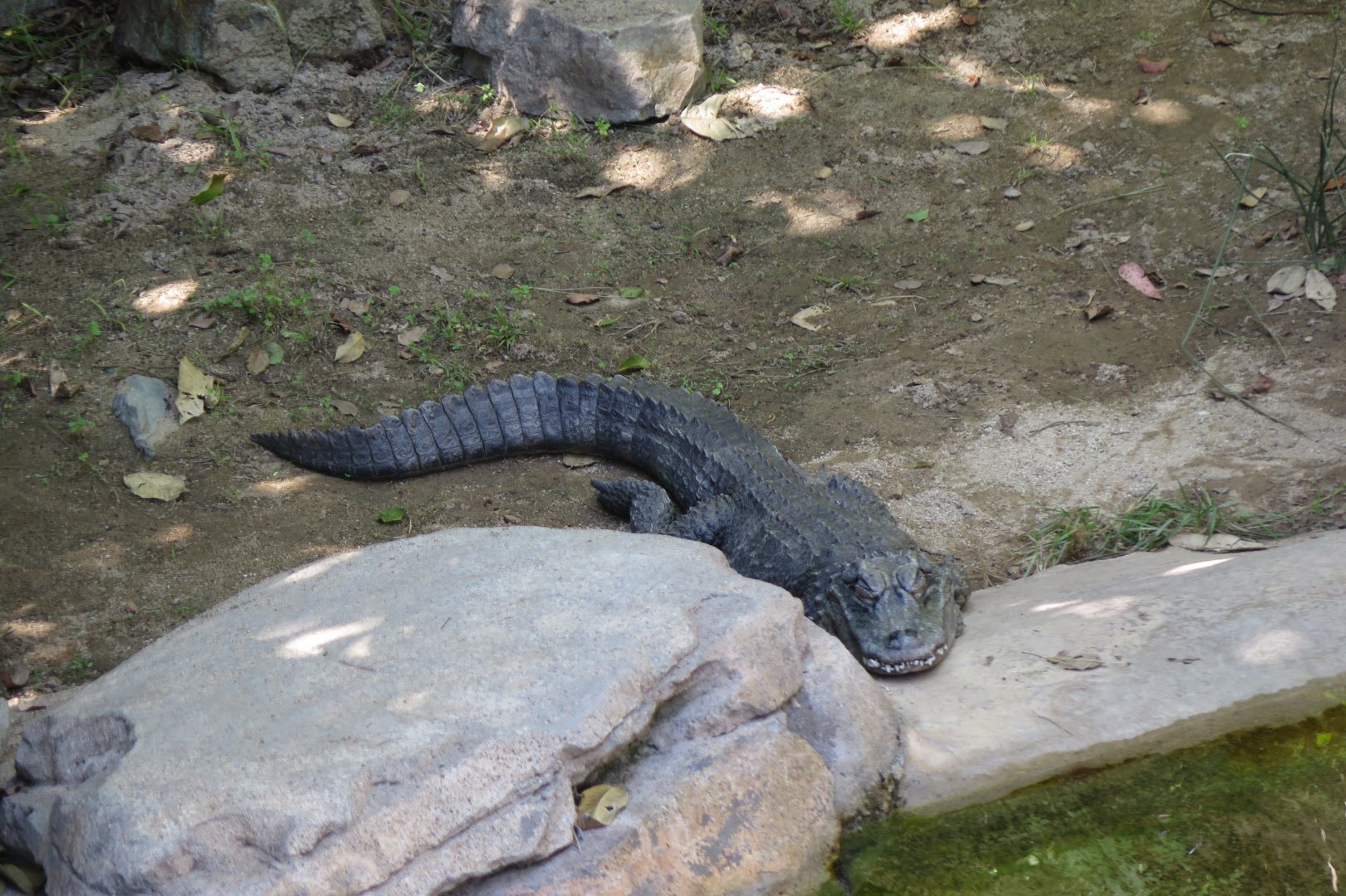Chinese Alligator(8/23/2024)
