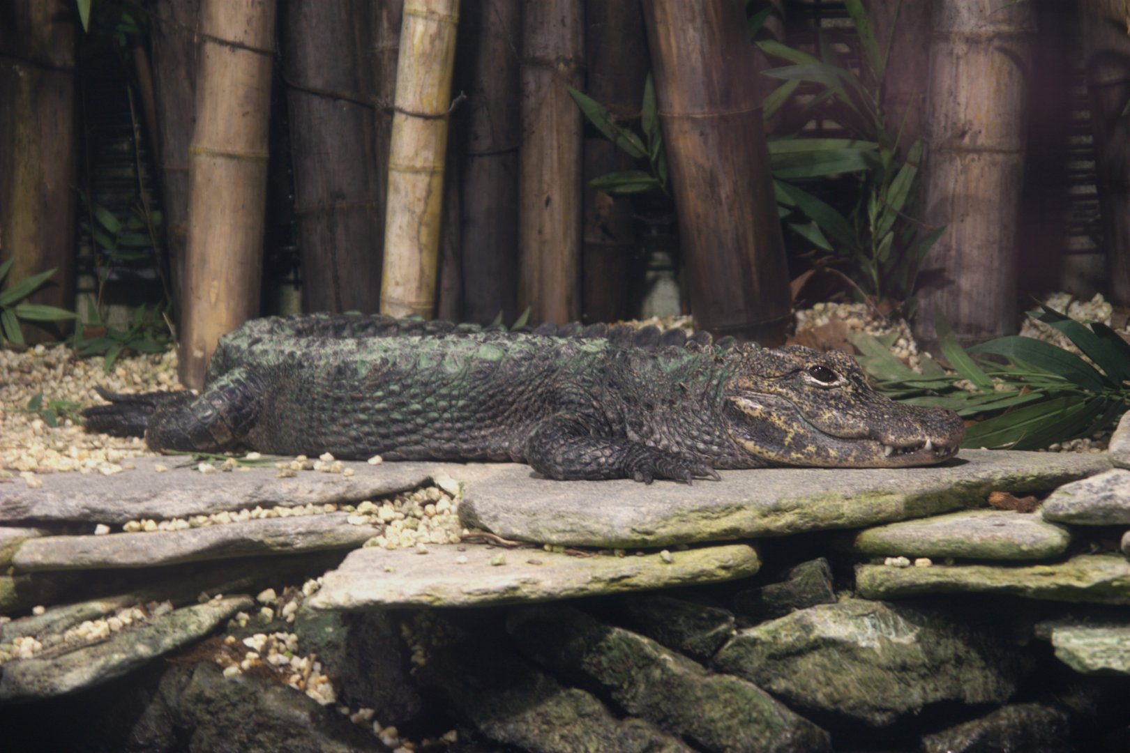 Chinese Alligator (Alligator sinensis), 12-11-25