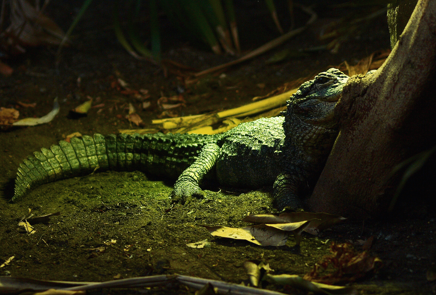 Chinese alligator (Alligator sinensis), 2015-07-19