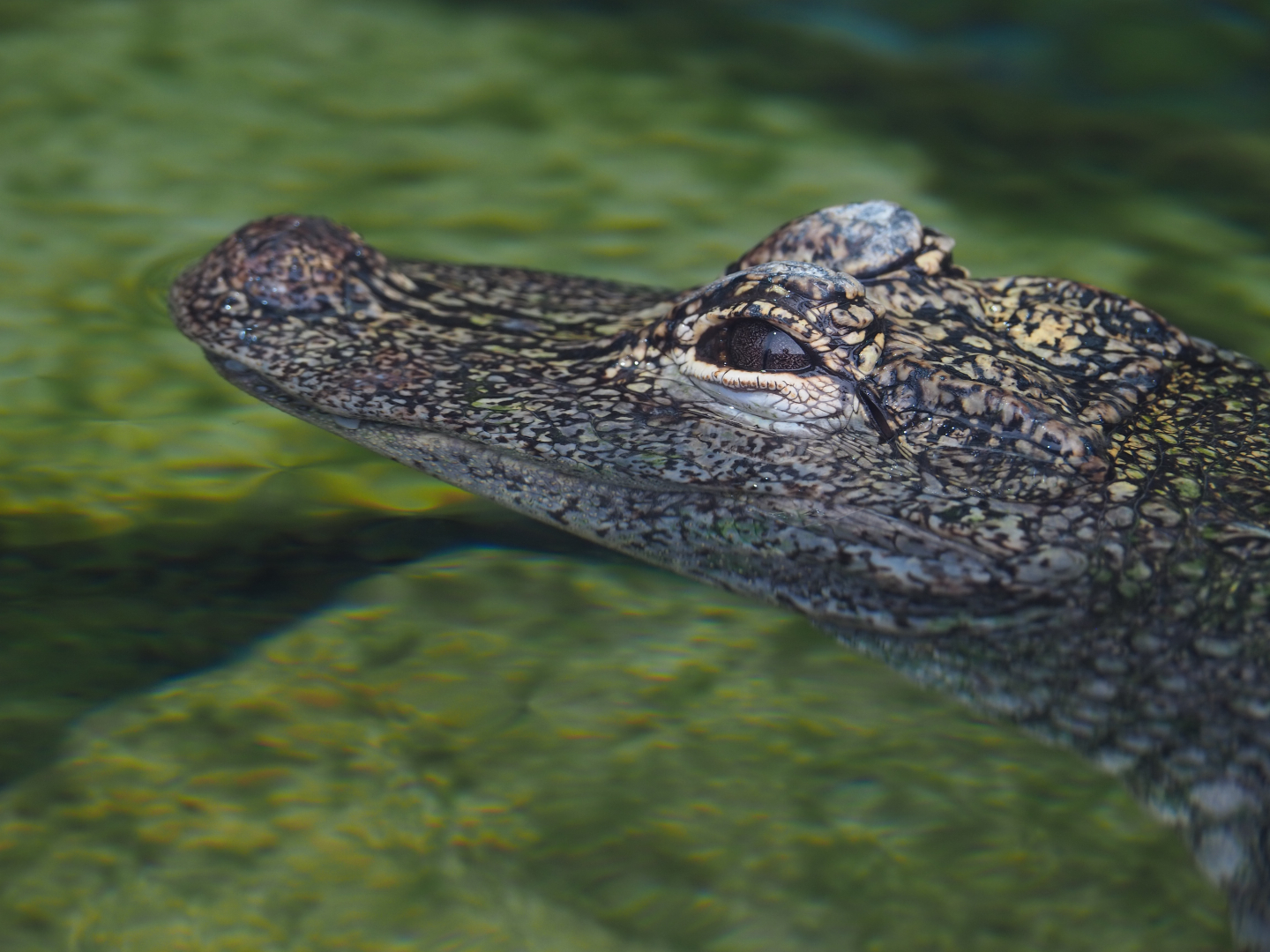 Chinese alligator (Alligator sinensis), 2019-10-05