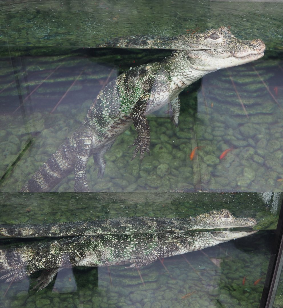 Chinese alligator (Alligator sinensis), 2020-09-03