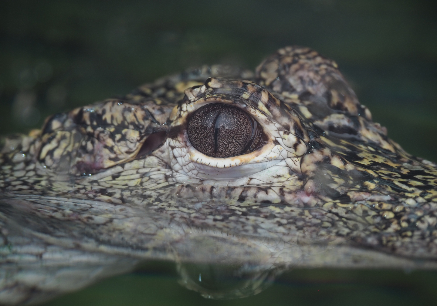 Chinese alligator (Alligator sinensis), 2020-09-03