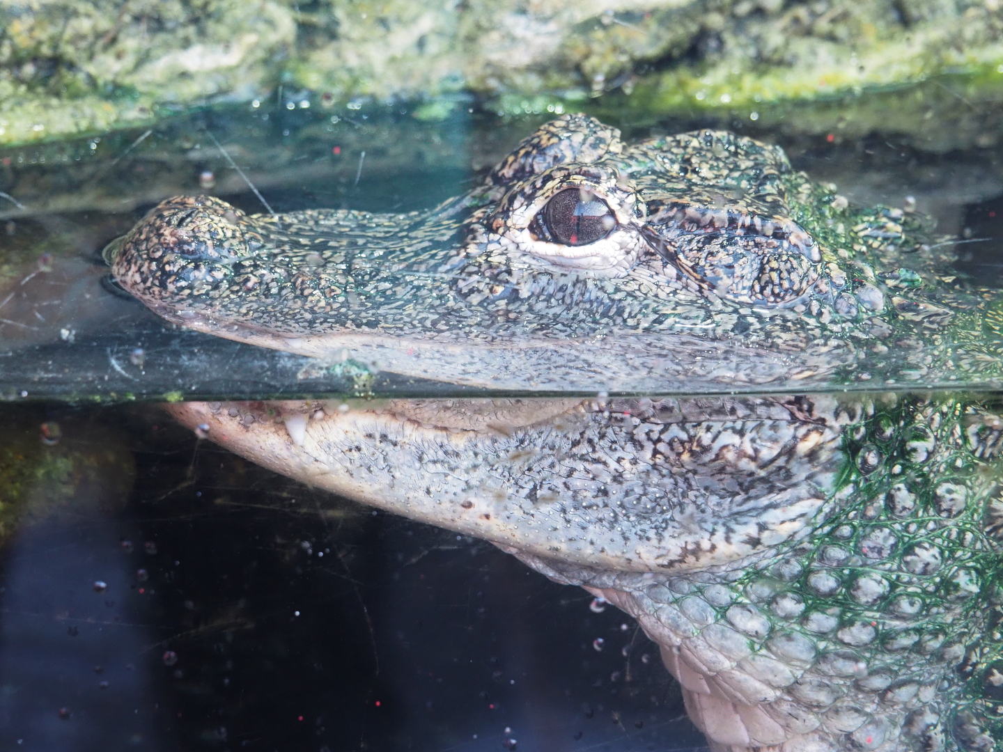 Chinese alligator (Alligator sinensis), 2021-09-03