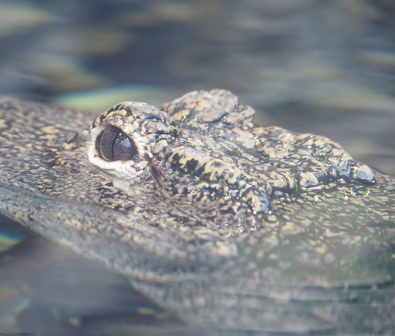 Chinese alligator (Alligator sinensis), 2022-09-14