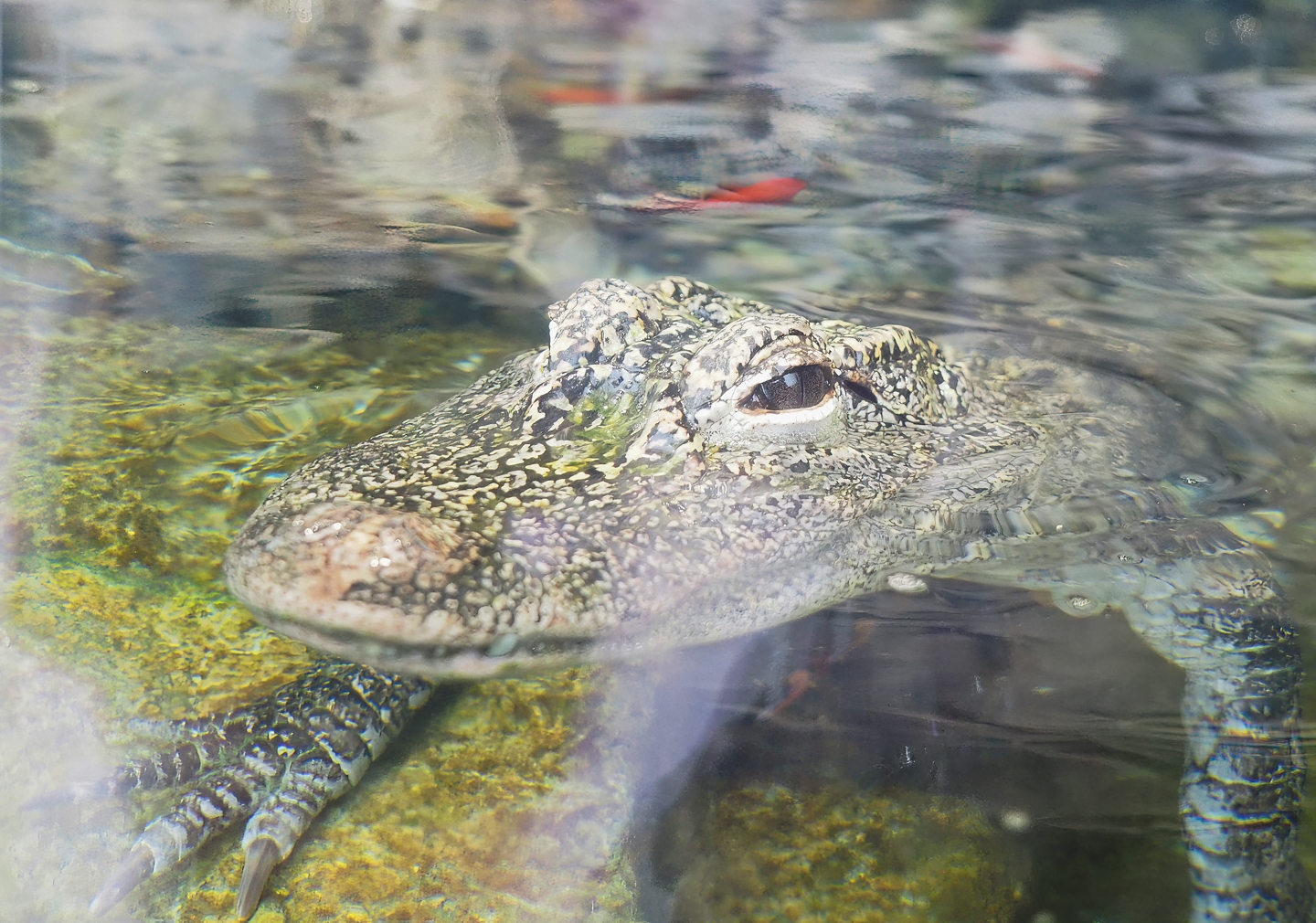 Chinese alligator (Alligator sinensis), 2023-05-15