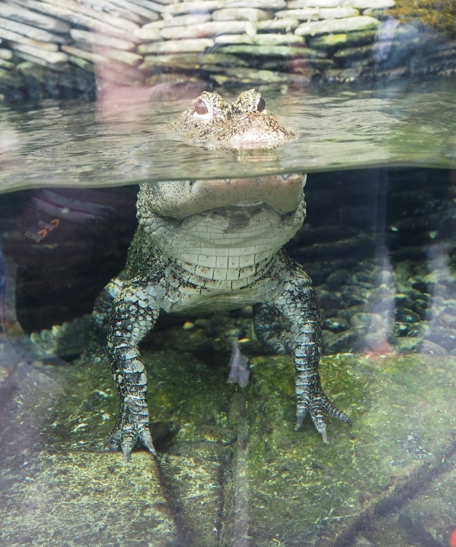 Chinese alligator (Alligator sinensis), 2023-10-13