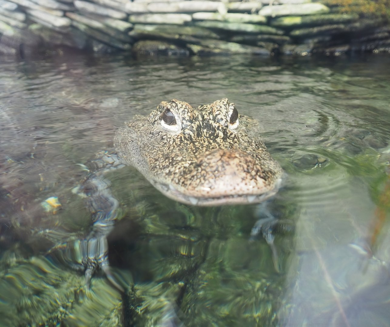 Chinese alligator (Alligator sinensis), 2023-10-13