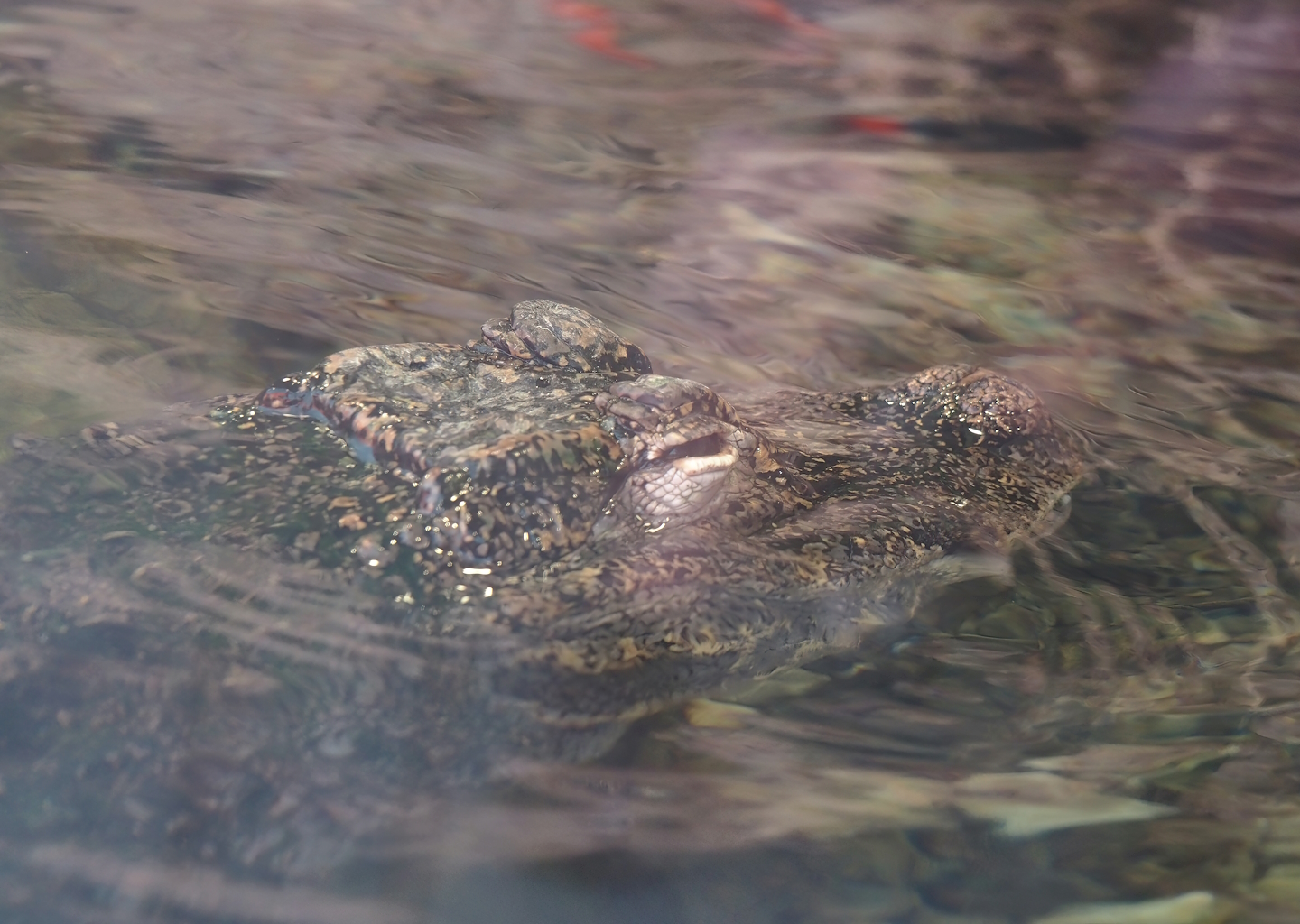 Chinese alligator (Alligator sinensis), 2024-09-17