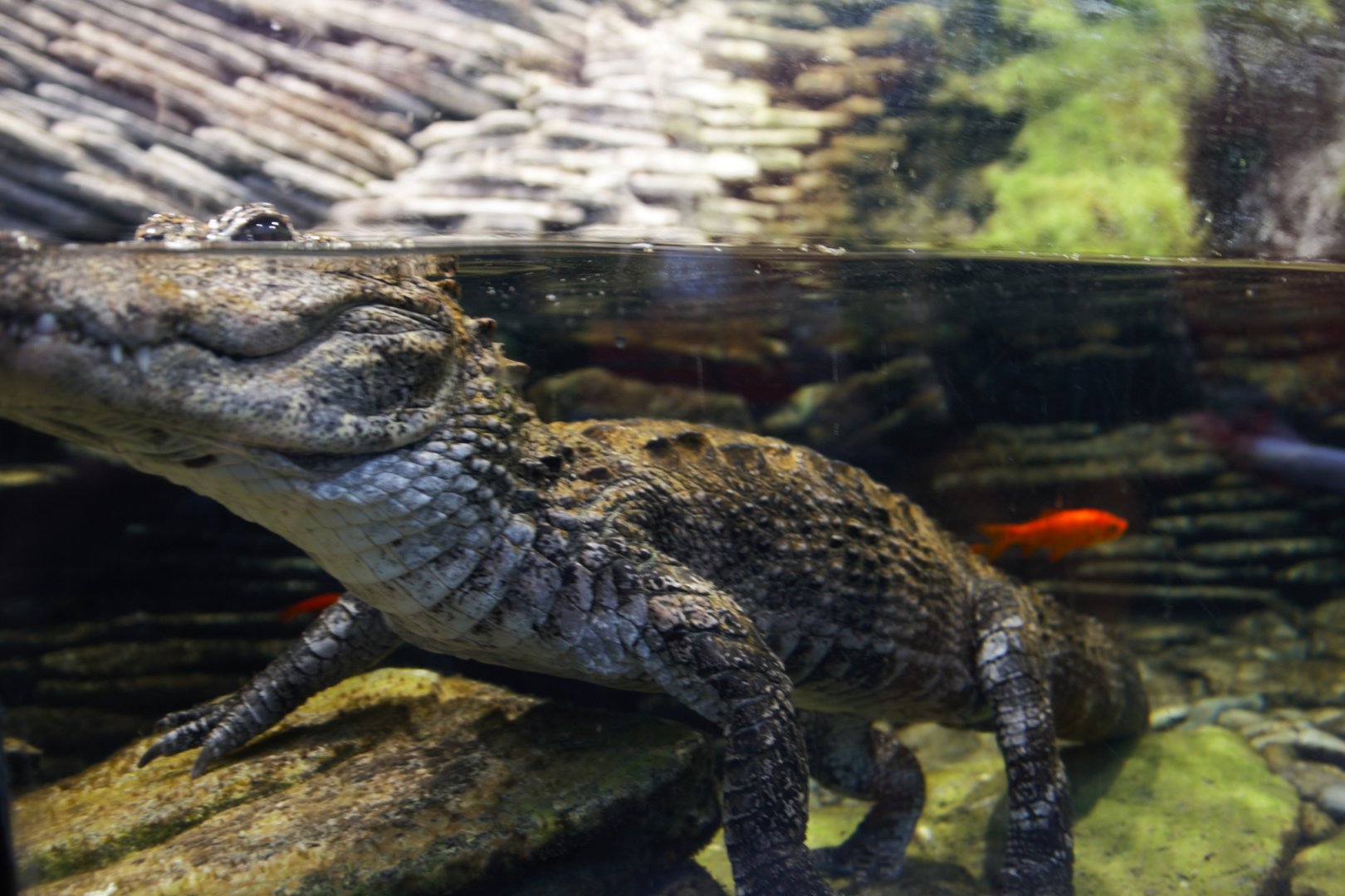 Chinese Alligator (Alligator sinensis), 2025-02-27