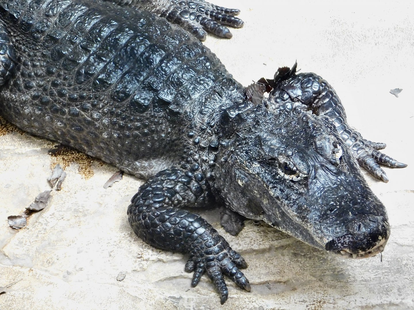 Chinese Alligator (Alligator sinensis) August 30, 2025