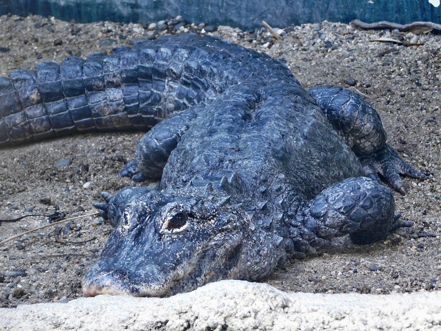 Chinese Alligator (Alligator sinensis) August 8, 2025