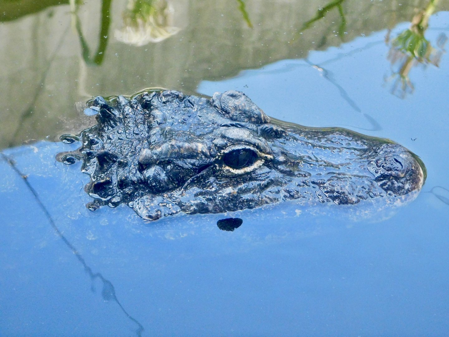Chinese Alligator (Alligator sinensis) August 8, 2025