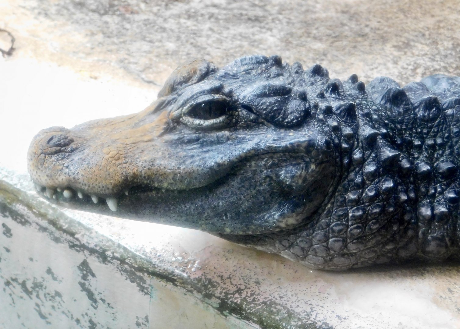 Chinese Alligator (Alligator sinensis) December 6, 2025