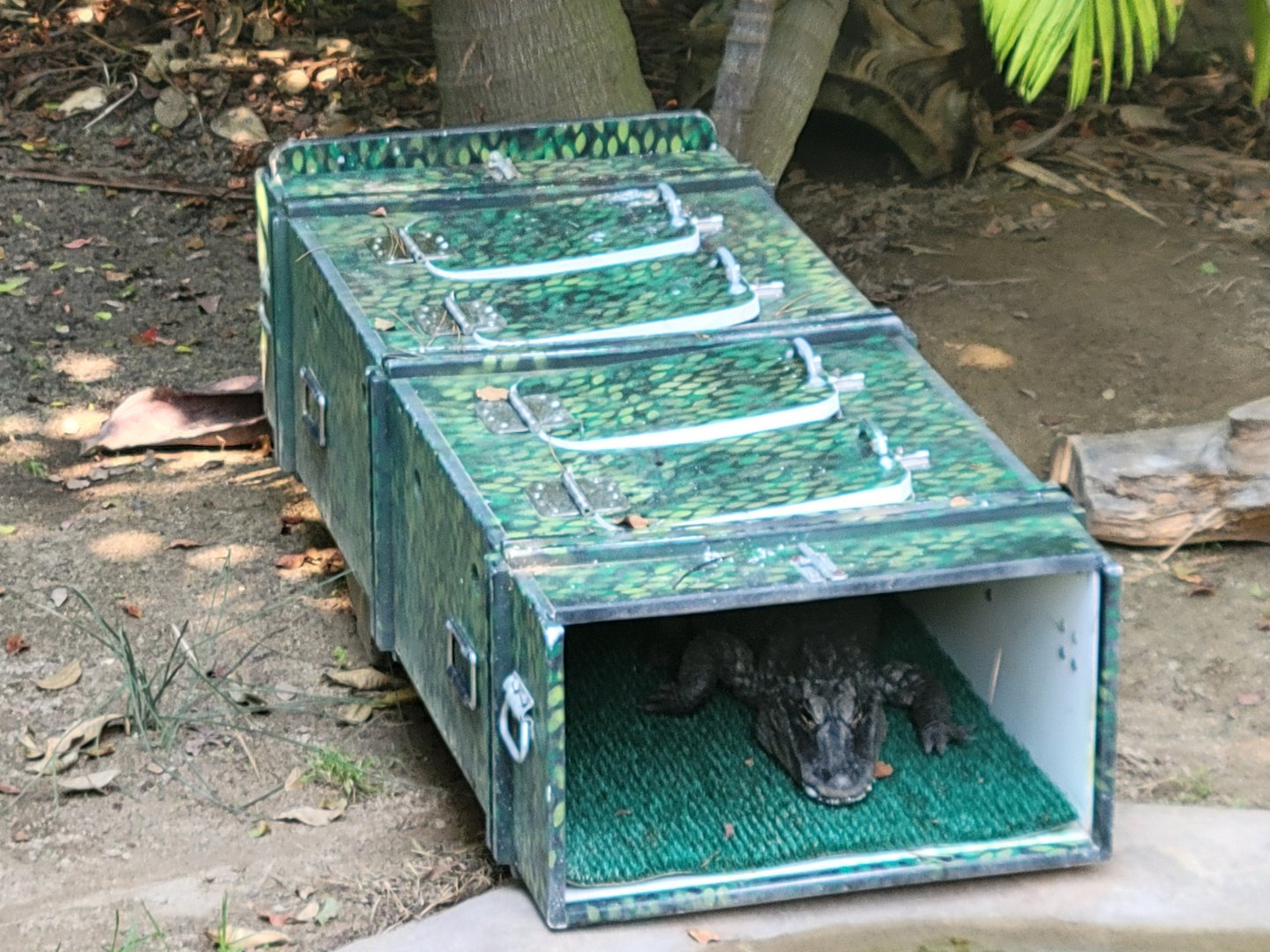 Chinese Alligator(Alligator sinensis) in a transport crate