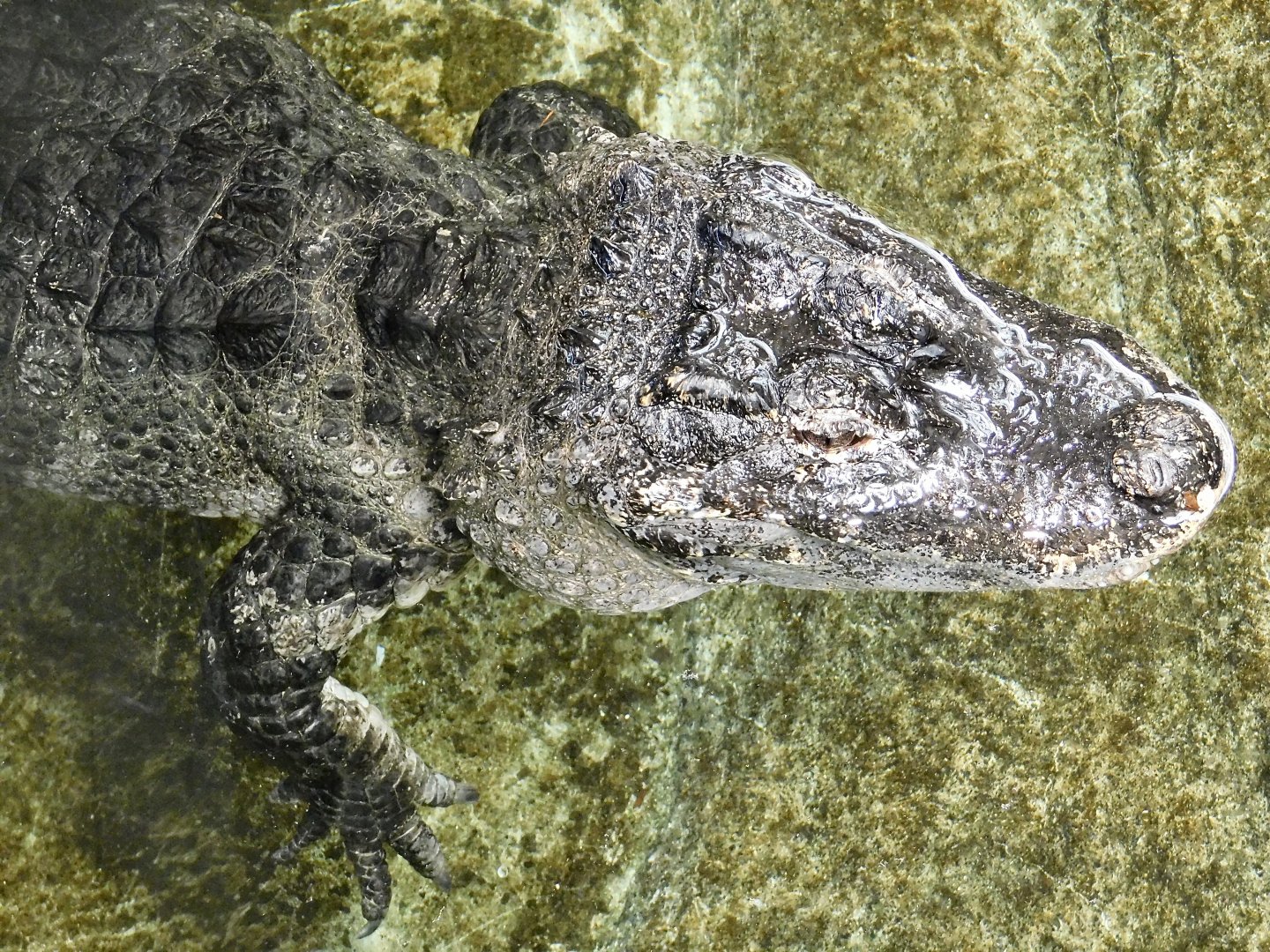 Chinese Alligator (Alligator sinensis) June 21, 2025