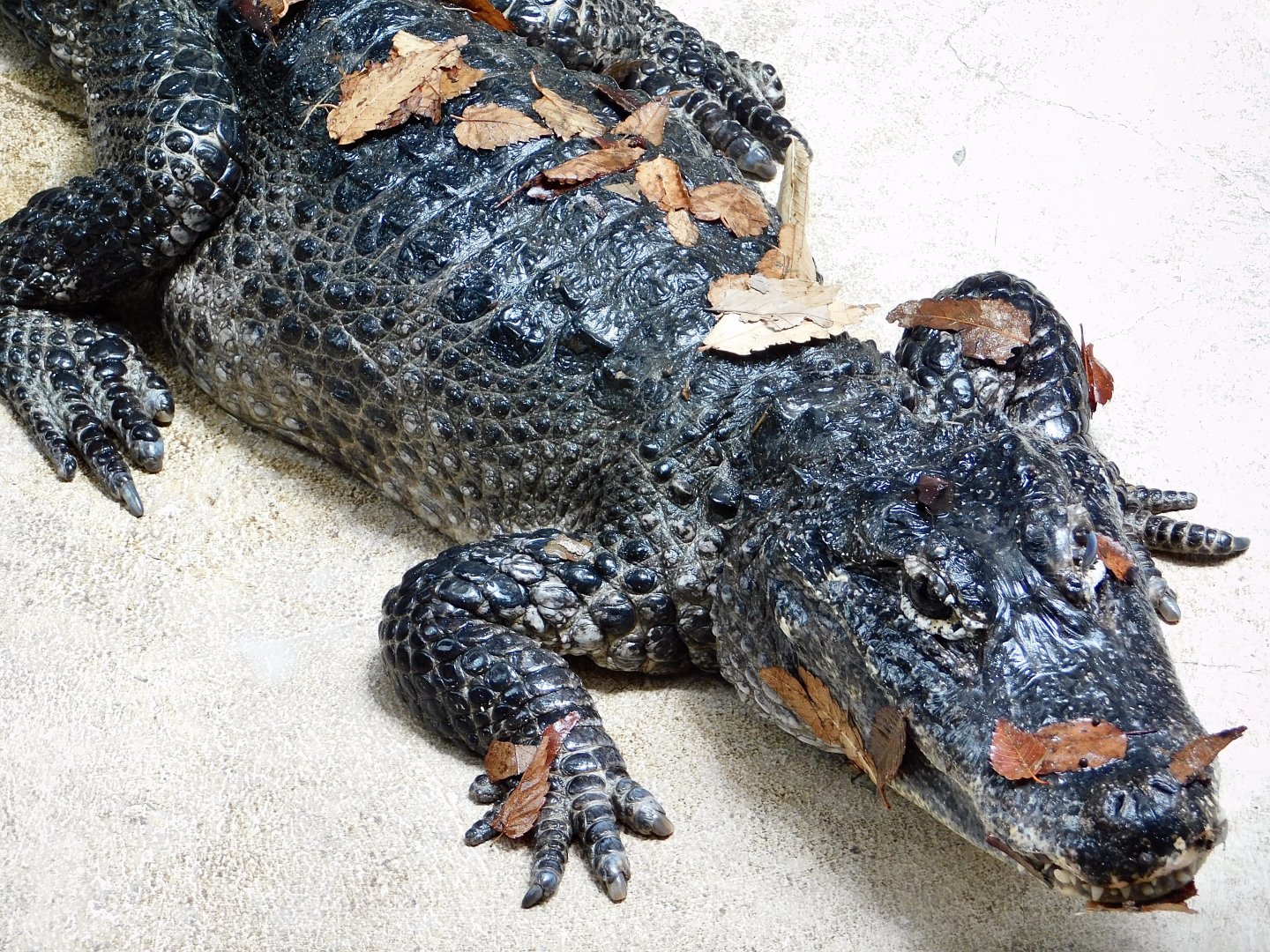 Chinese Alligator (Alligator sinensis) June 21, 2025