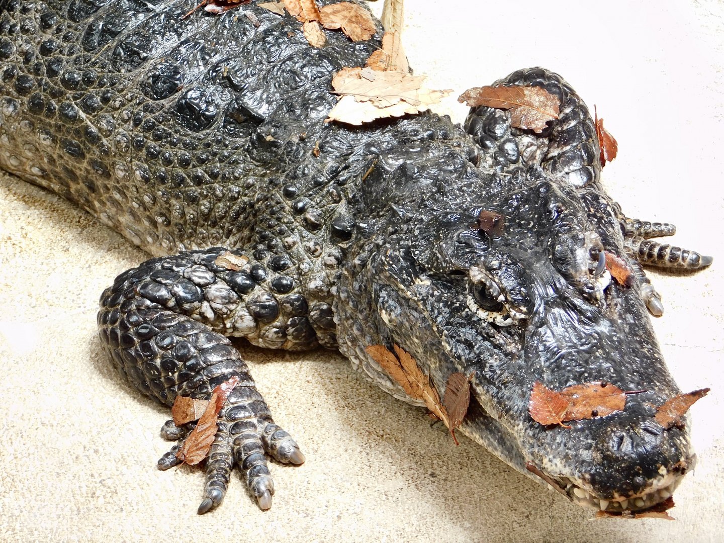 Chinese Alligator (Alligator sinensis) June 21, 2025