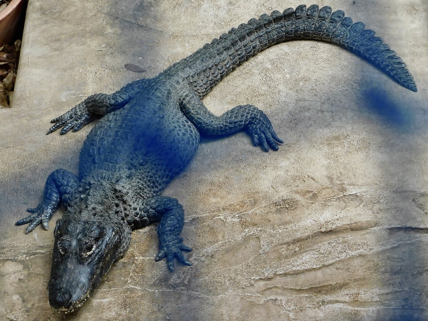 Chinese Alligator (Alligator sinensis) March 2, 2025