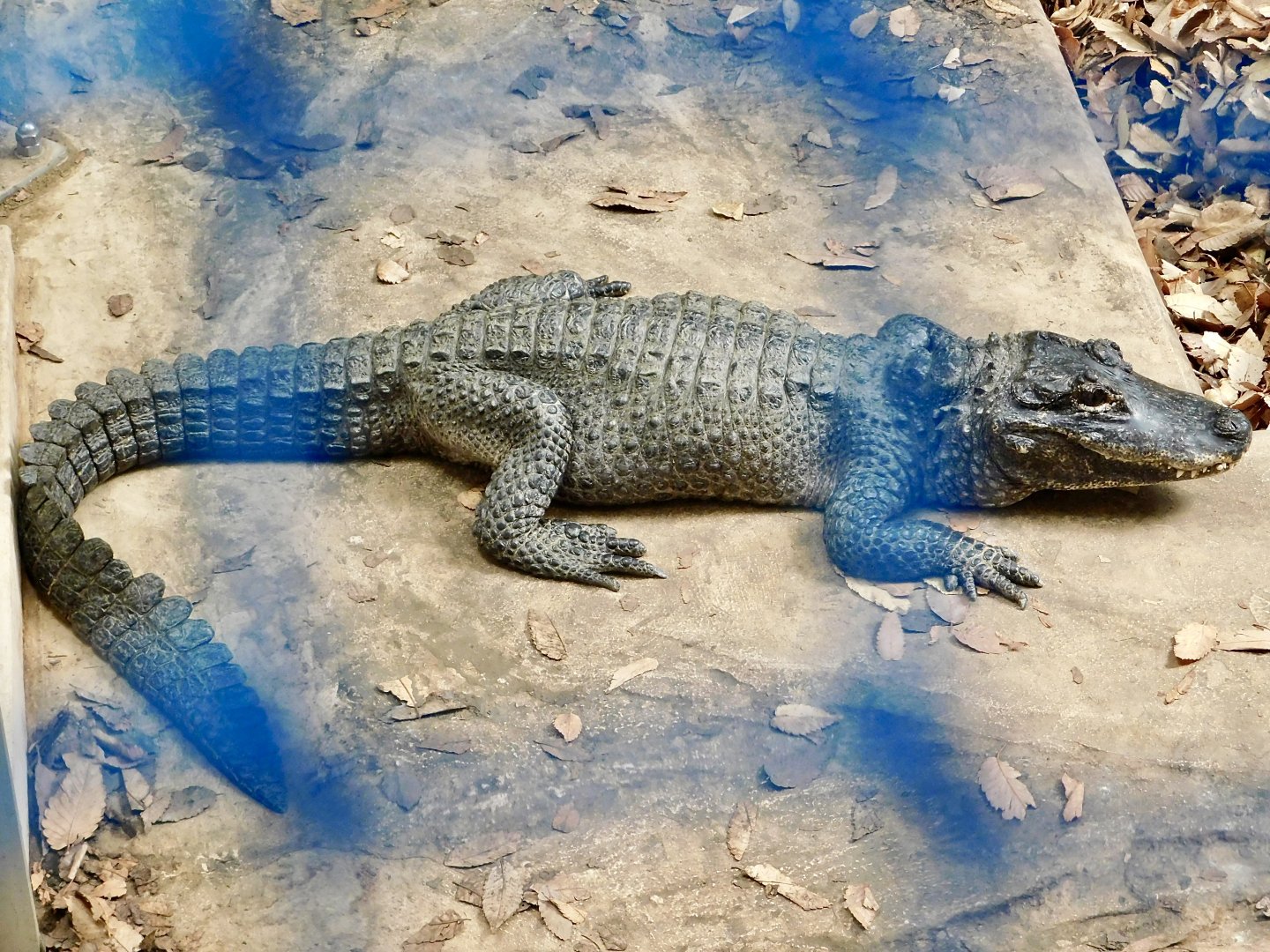 Chinese Alligator (Alligator sinensis) March 22, 2025