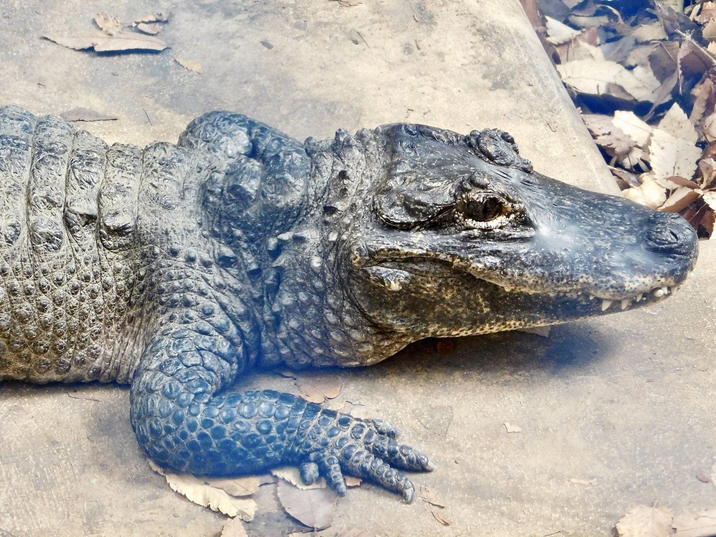 Chinese Alligator (Alligator sinensis) March 22, 2025