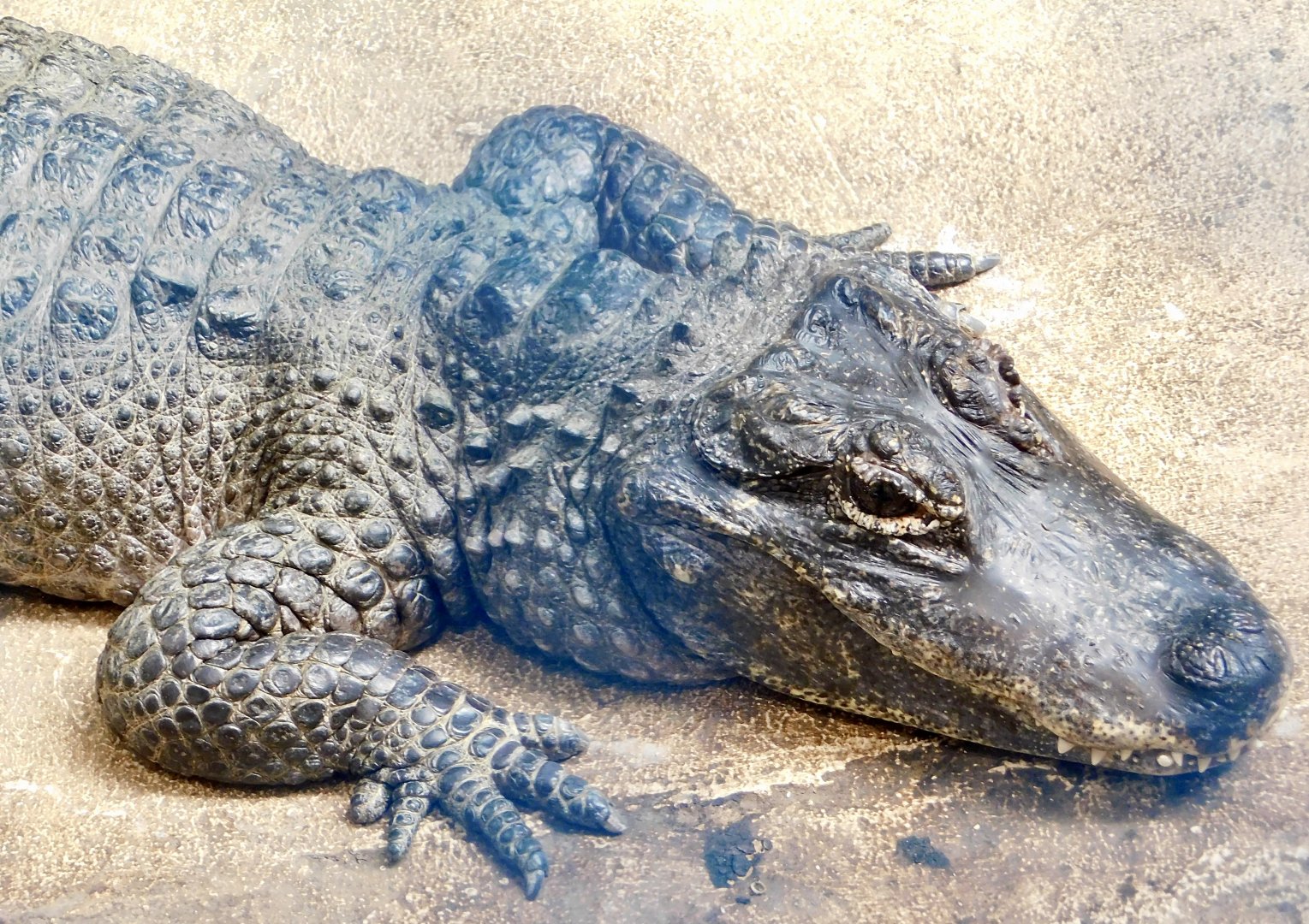 Chinese Alligator (Alligator sinensis) March 22, 2025