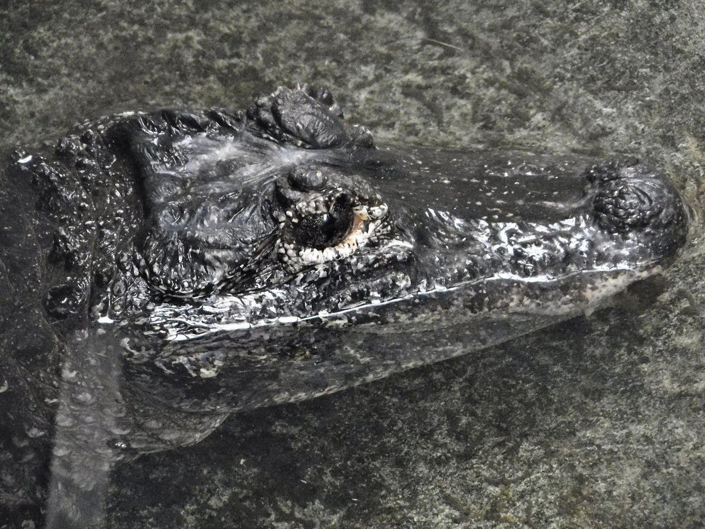 Chinese Alligator (Alligator sinensis) October 11, 2025