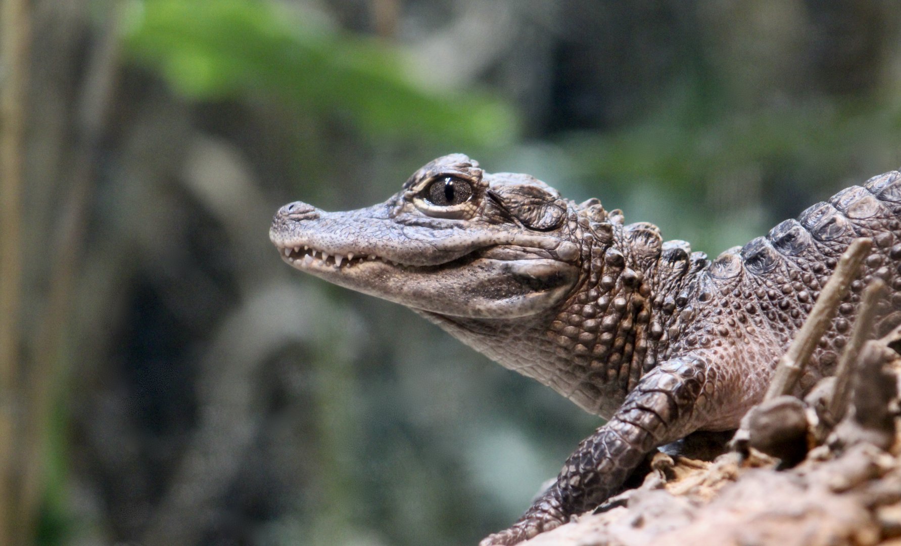 Chinese Alligator (Alligator sinensis) young